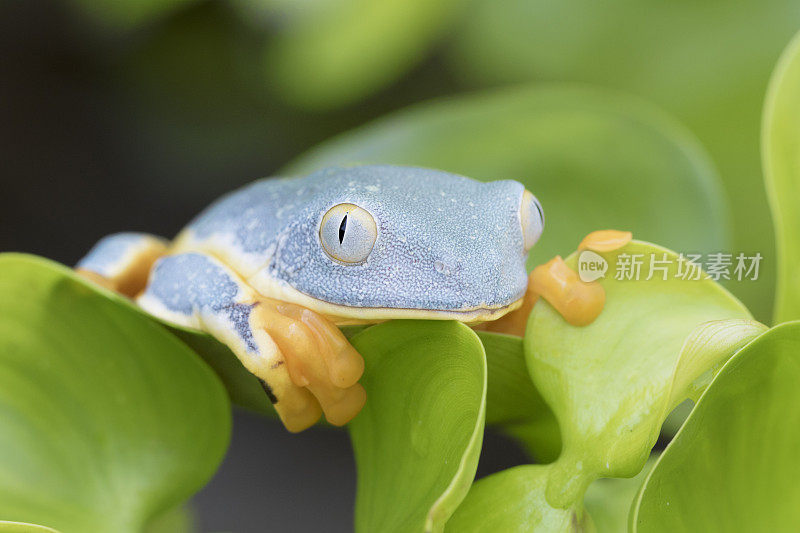 热带雨林中的锦绣叶蛙(Cruziohyla calcarifer)